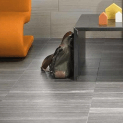 Eramosa Tiles